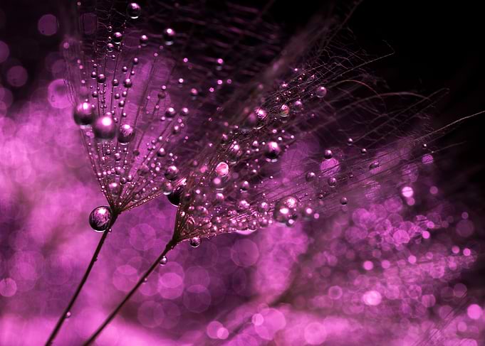Purple Dandelion Seeds with Dewdrops