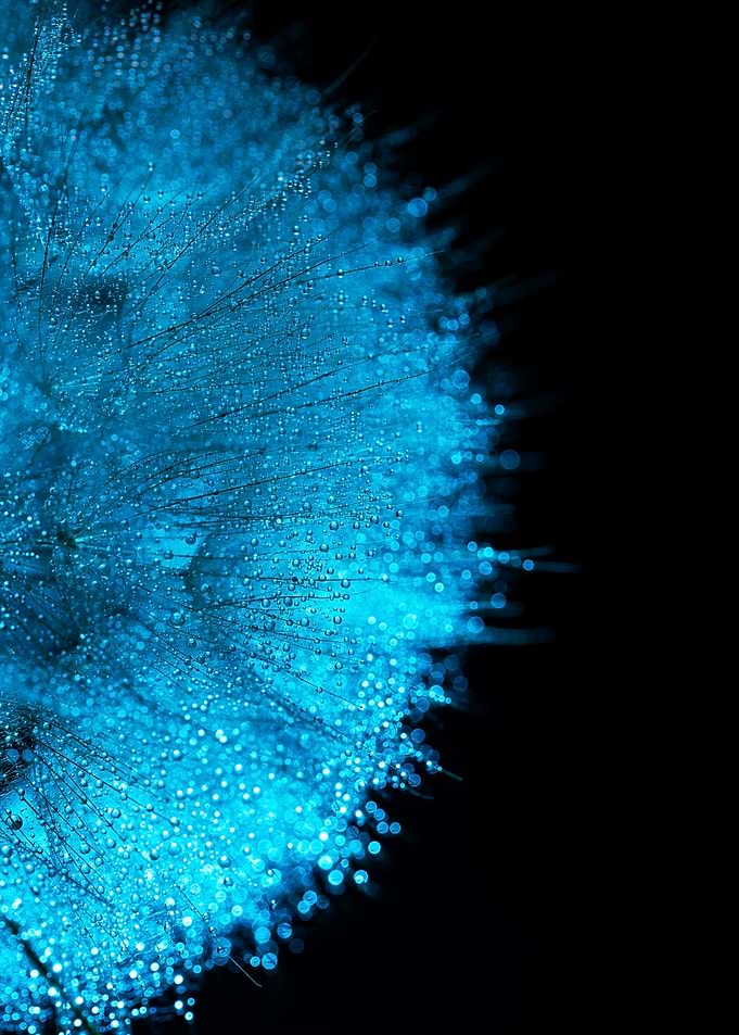 Glowing Blue Dandelion with Dew Drops