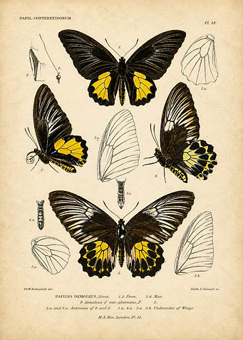Vintage Papilio Butterfly Scientific Illustration