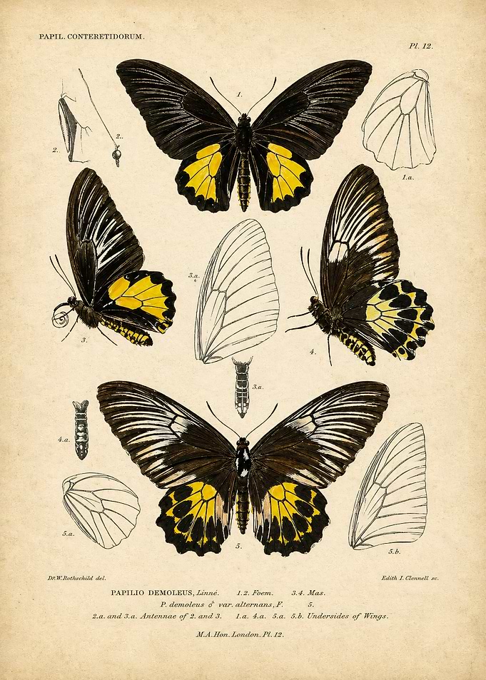 Vintage Papilio Butterfly Scientific Illustration
