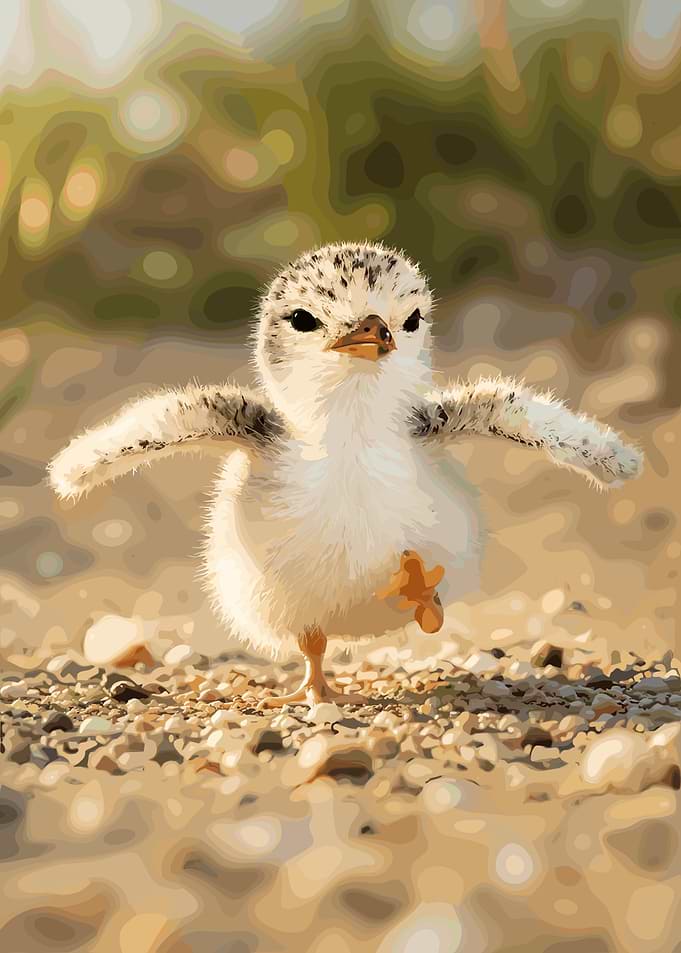 Cute Baby Plover Bird Walking