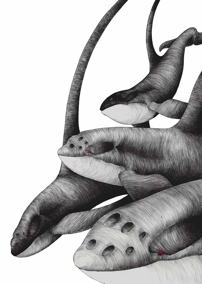 Surreal Ink Drawing of Orcas