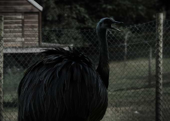 Dark Emu Calling Out