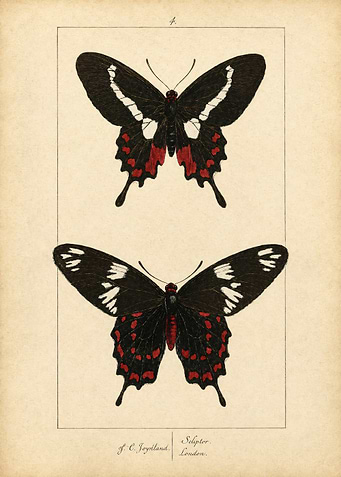 Vintage Butterfly Illustration Print