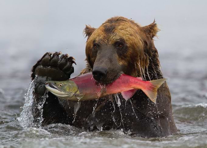Grizzly Bear Catching Salmon