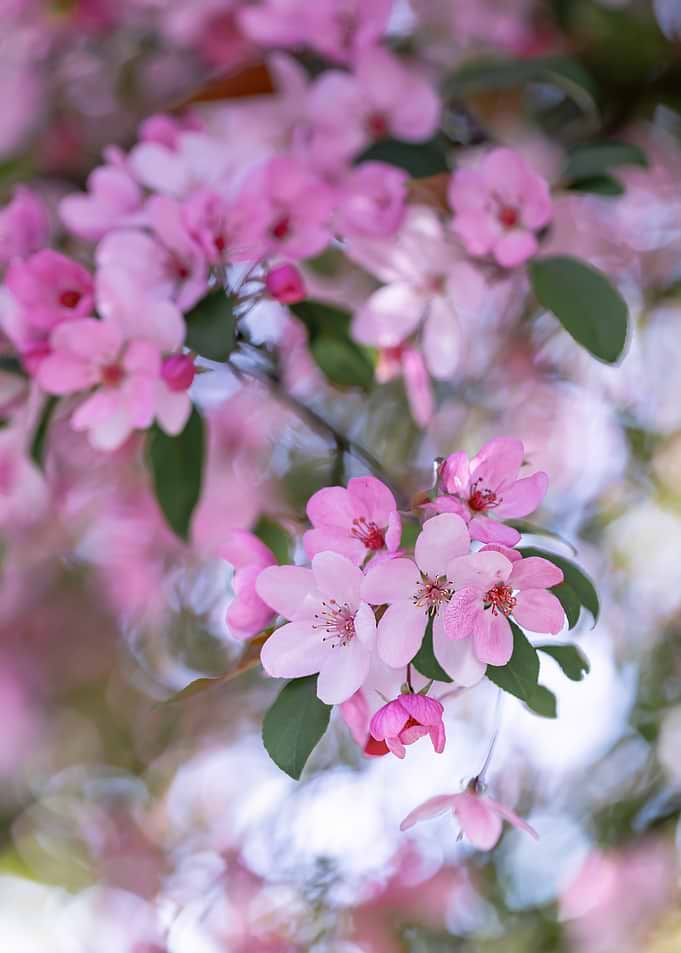 Delicate Pink Crabapple Blossoms