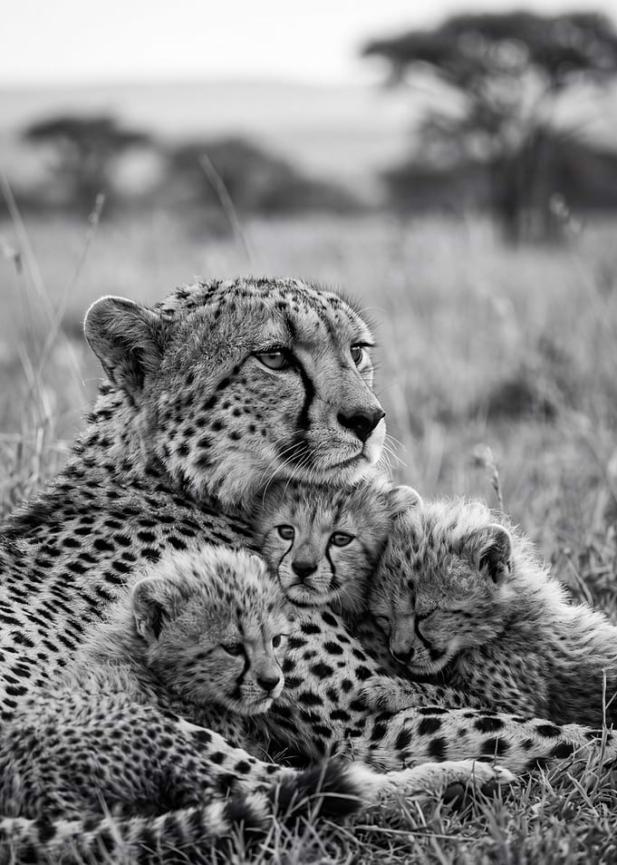 Cheetah Mother and Cubs Portrait