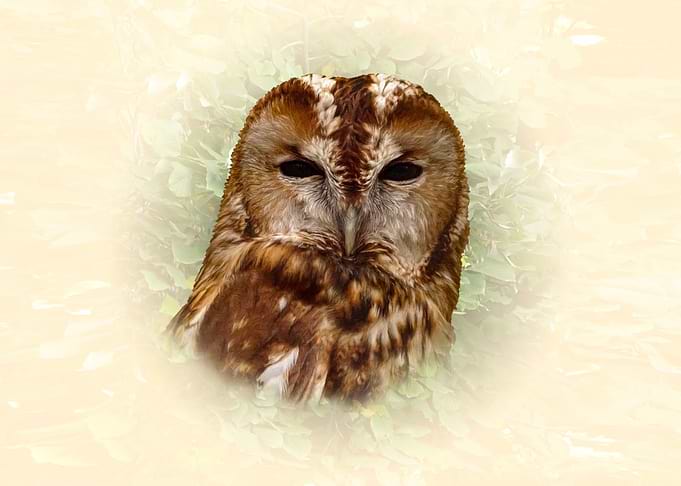 Portrait of a Tawny Owl