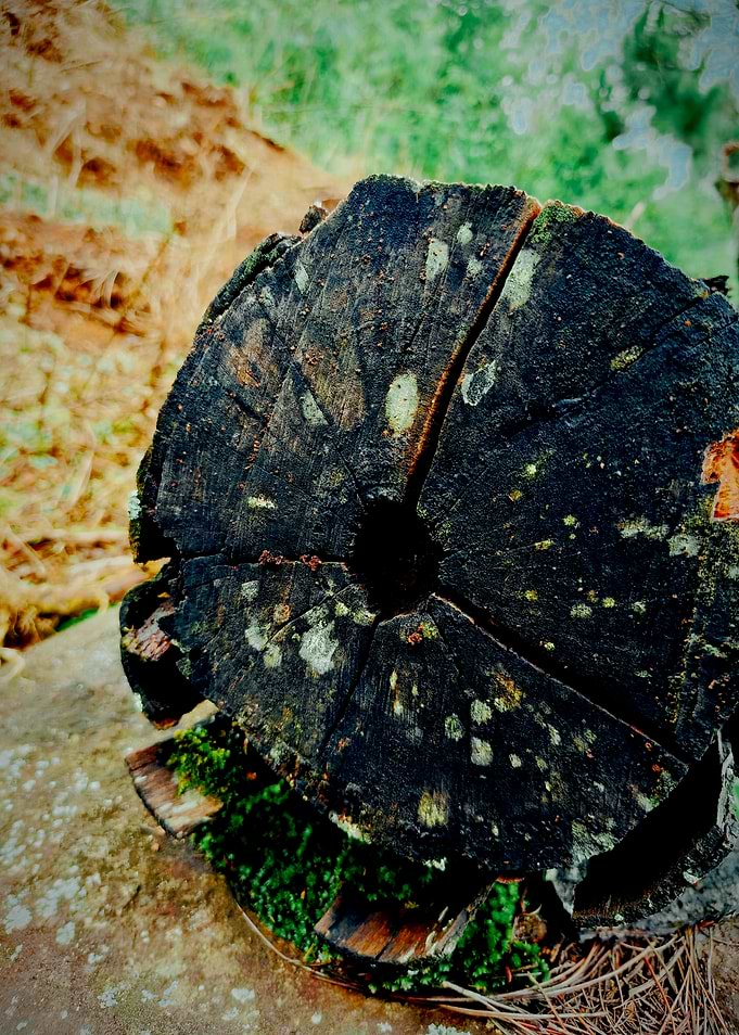 Weathered Tree Stump Cross Section