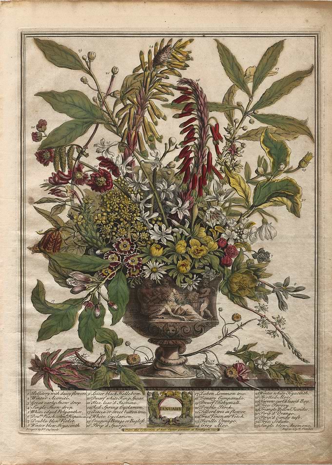 Vintage Botanical Print of January Flowers