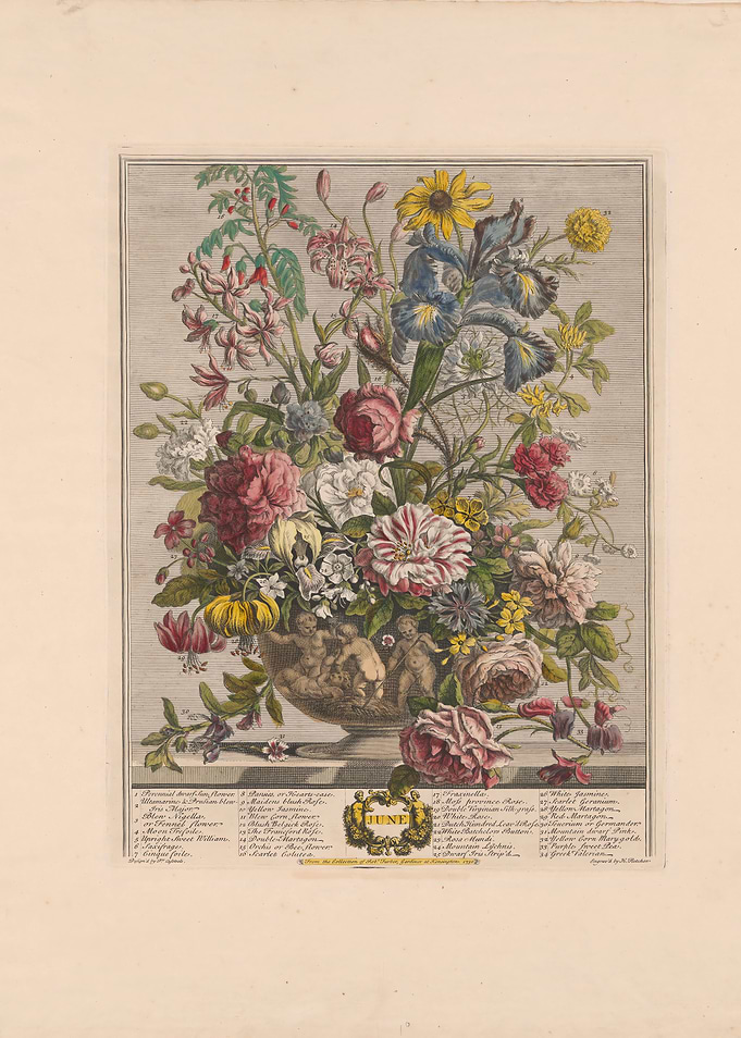Vintage Botanical Illustration of June Flowers Bouquet