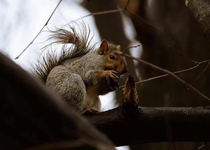 Squirrel eating a nut