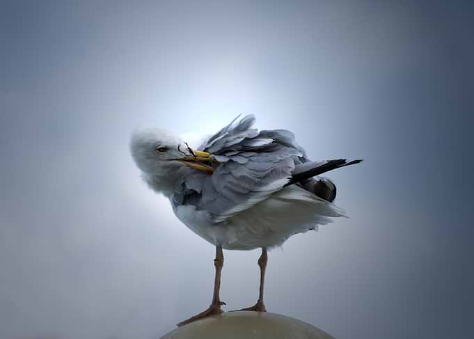 Seagull Preening on a Post