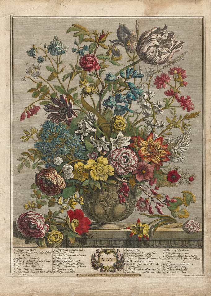 Vintage Botanical Illustration of May Flowers Bouquet