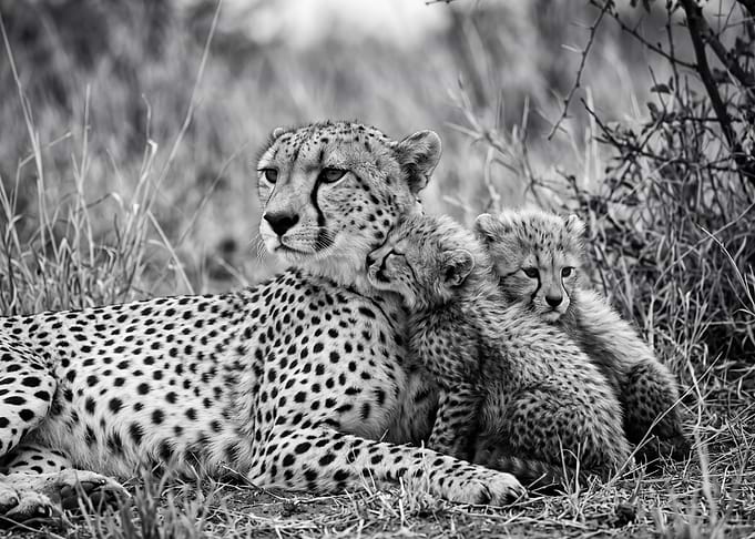 Mother Cheetah with Two Cubs