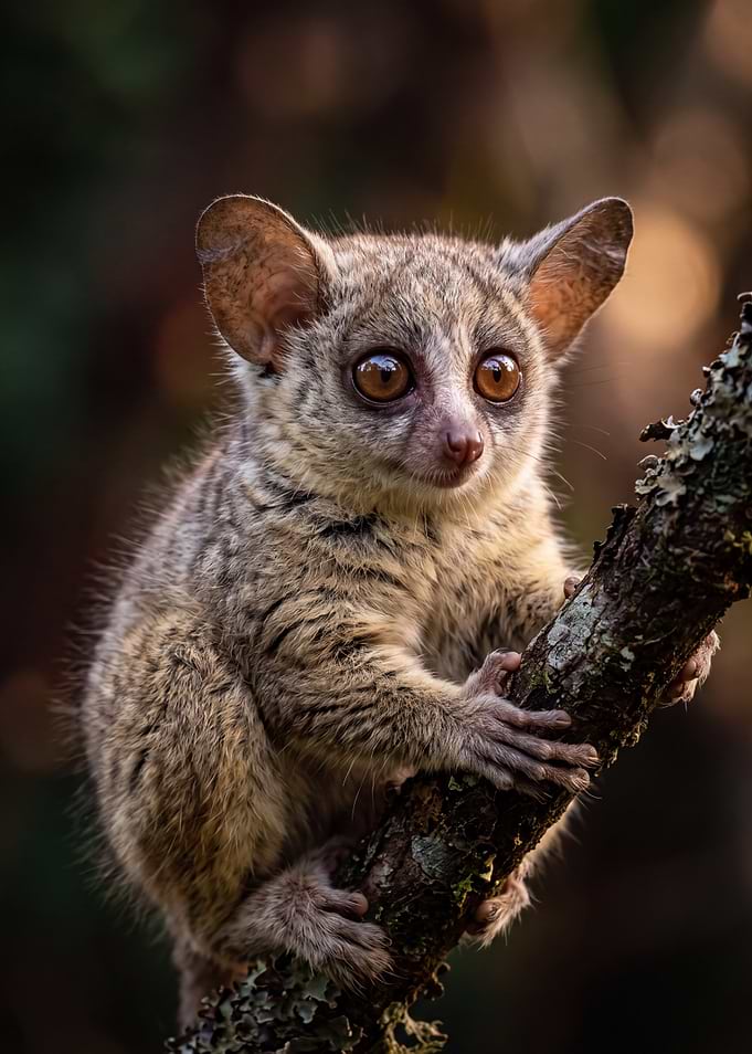 Close-up Portrait of a Bushbaby