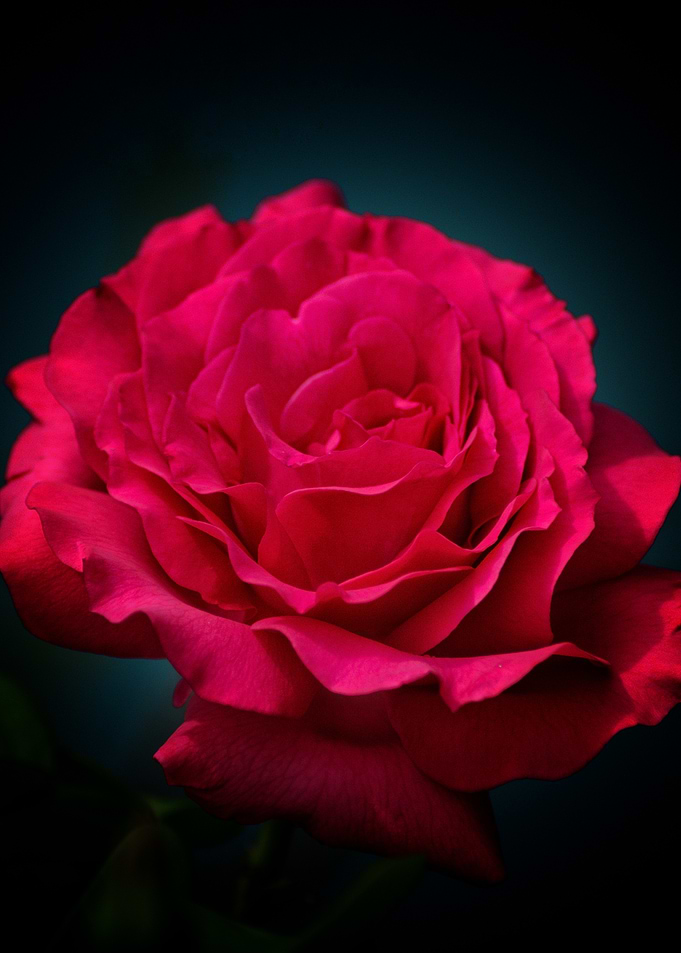 Vibrant Red Rose Close-up