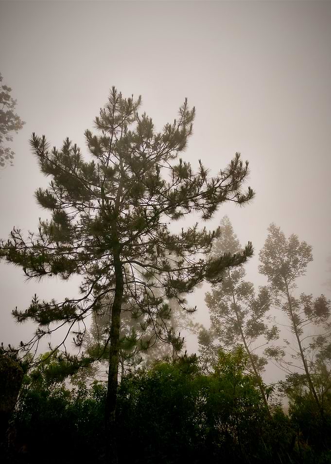 Pine Trees in Thick Fog