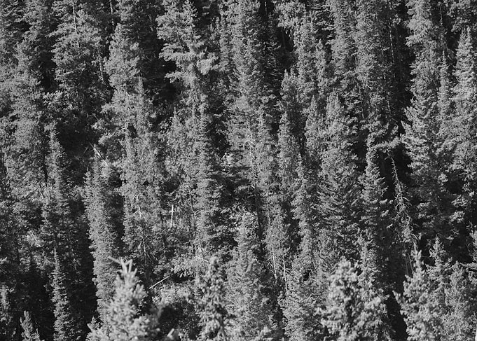 Dense Evergreen Forest Canopy