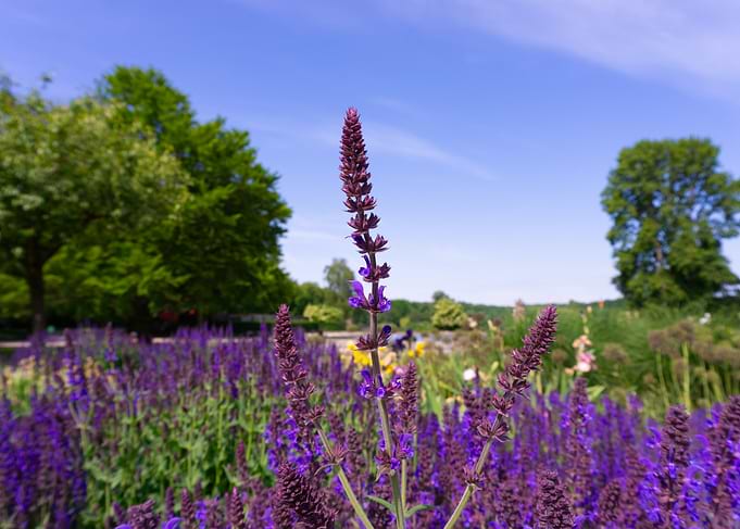 Blooming Lavender in Summer