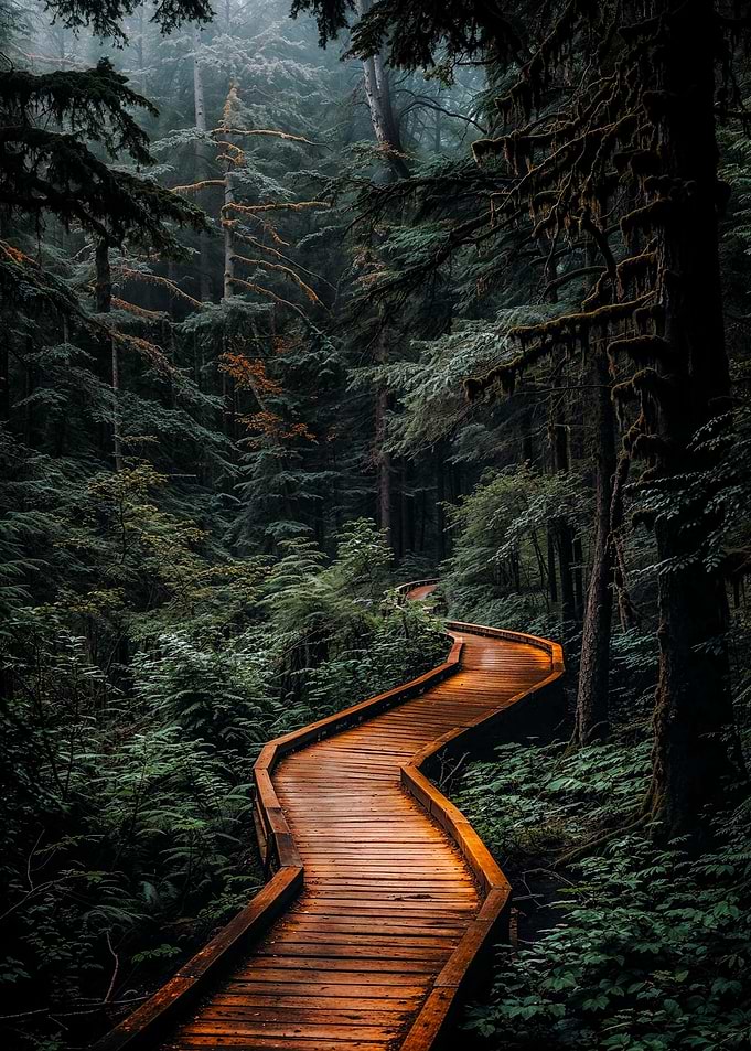 Winding Wooden Path Through Misty Forest