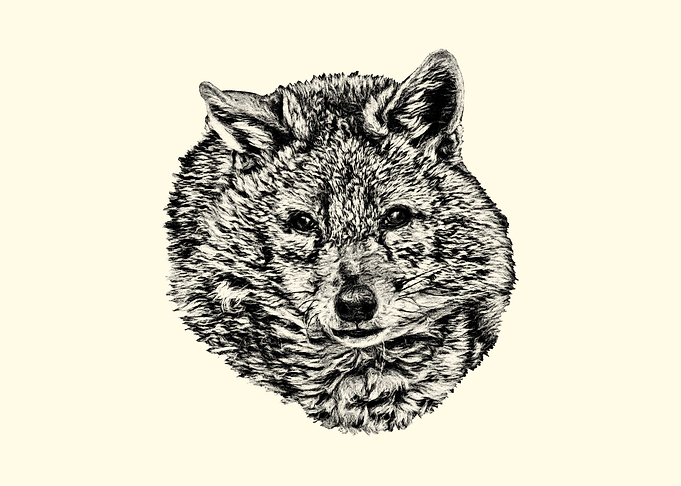 Detailed Pencil Sketch of a Golden Jackal