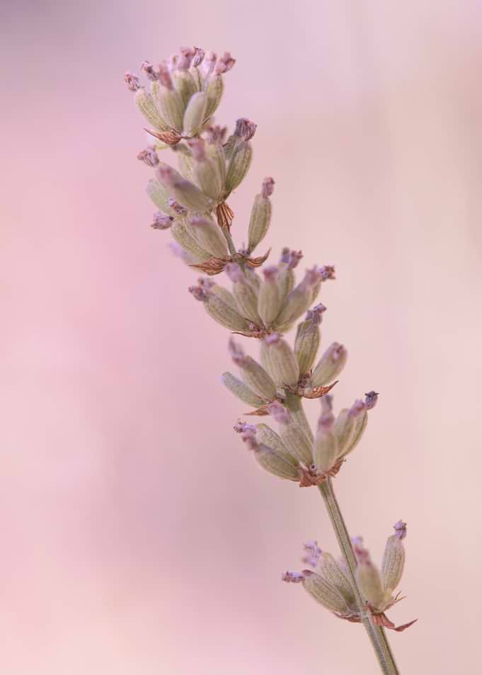 Soft Focus Lavender Sprig