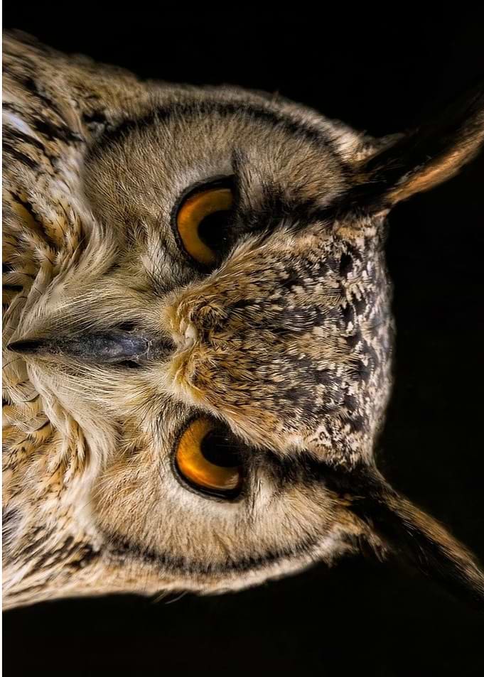 Close-up Portrait of an Owl