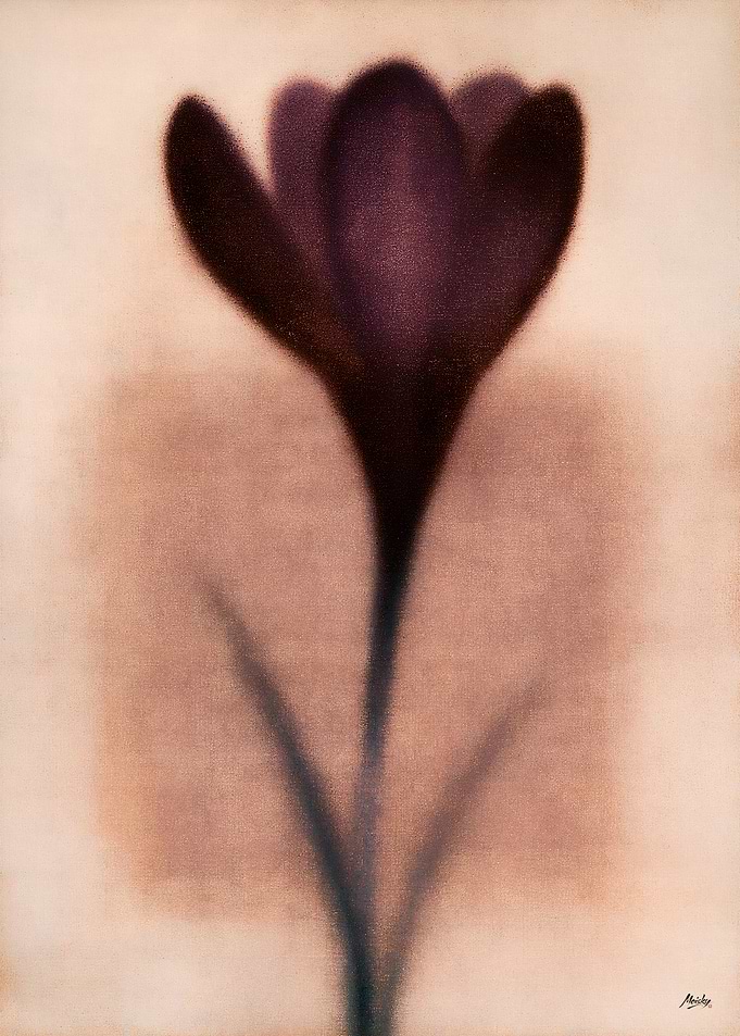 Purple Crocus in Velvet Haze