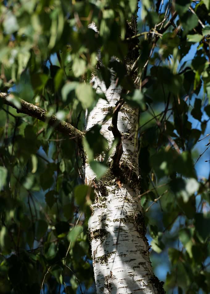 Close-up of a Birch Tree Trunk