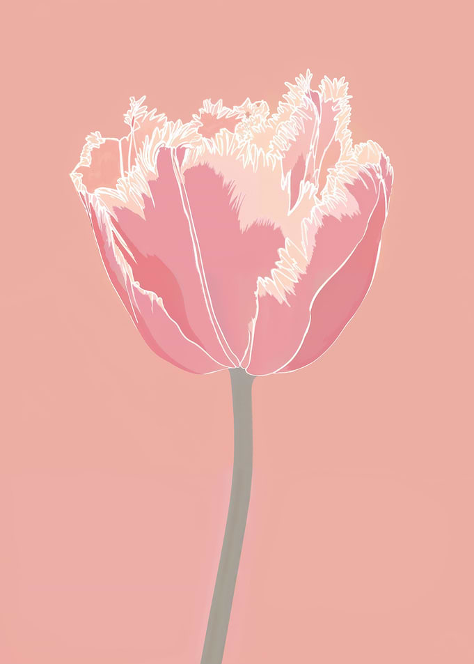Pink fringed tulip flower digital illustration art