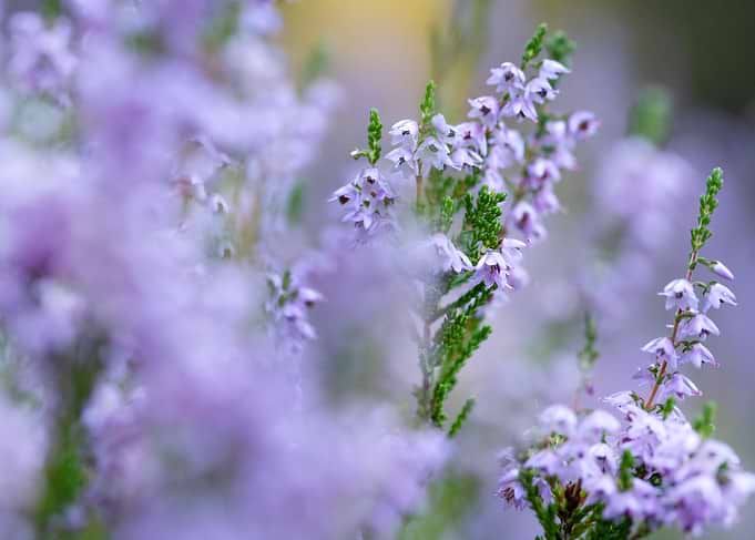 Close-up of Blooming Purple Heather