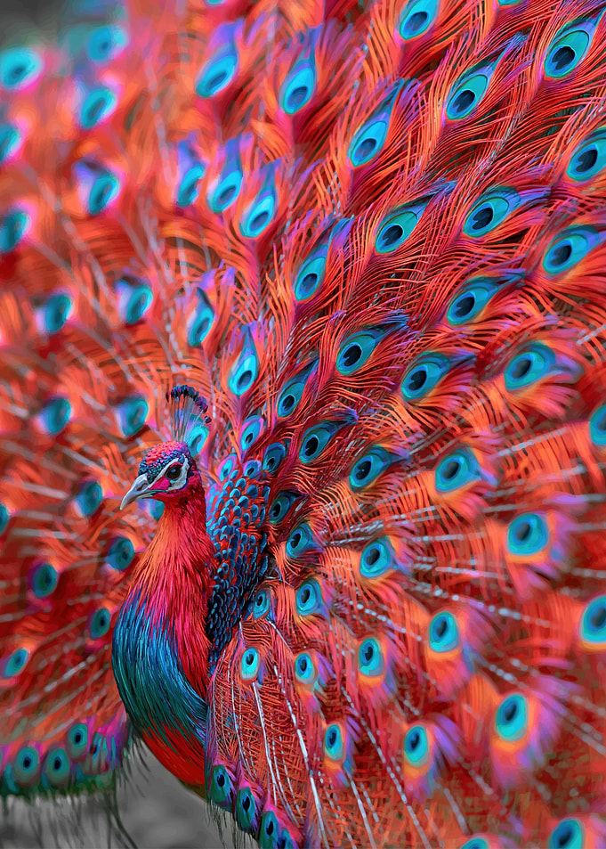 Vibrant Red and Blue Peacock Display