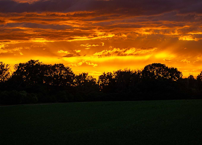 Vibrant Golden Hour Sunset Over Trees
