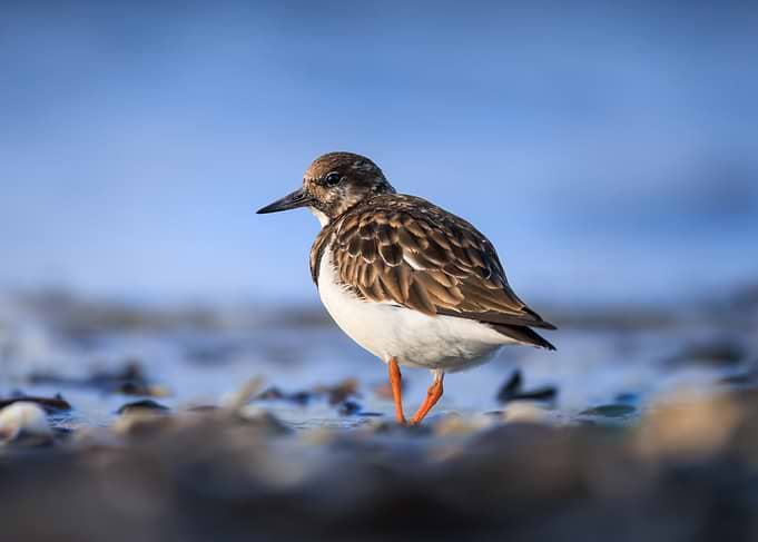 Ruddy Turnstone on a Beach