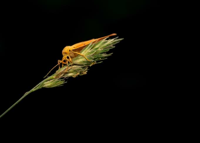 Small Orange Moth on Grass