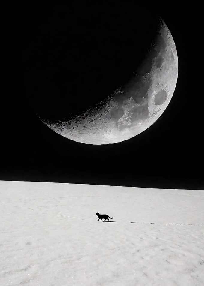 Black Cat Walking on Moon Surface