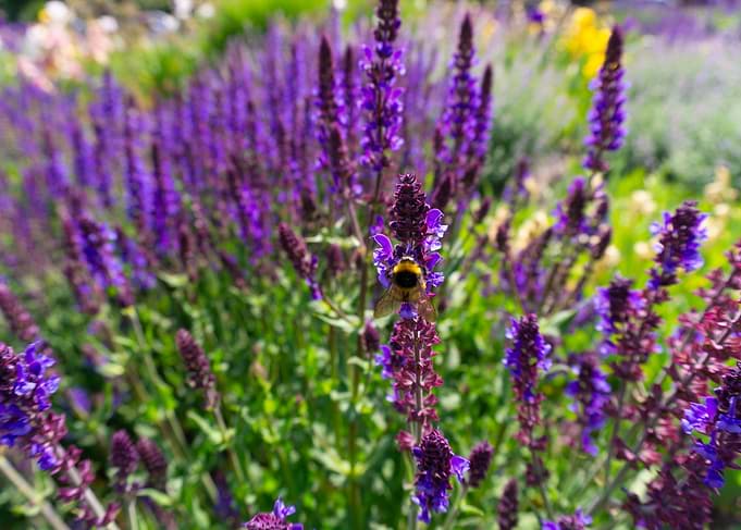 Bumblebee on Purple Salvia Flowers