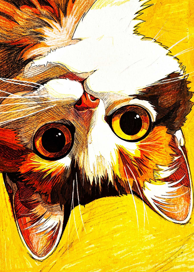 Upside Down Calico Cat Portrait