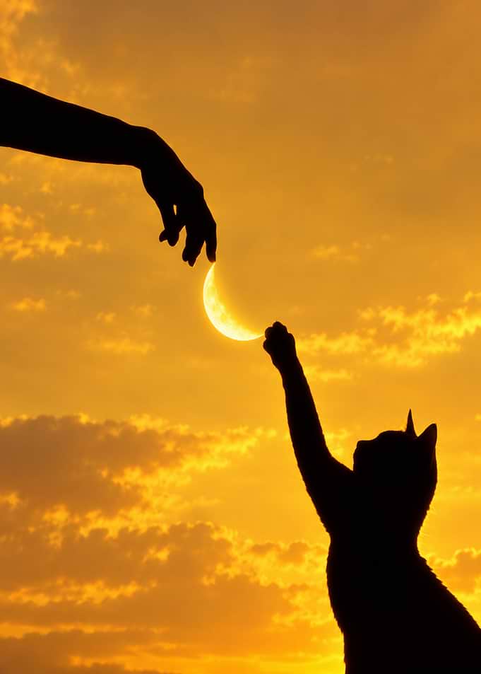 Cat and Human Reaching for Moon