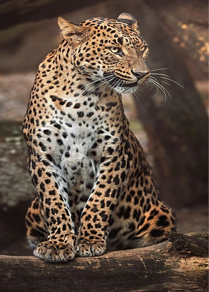 Majestic Leopard Sitting on Log