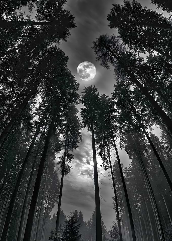 Full Moon Over Dark Forest
