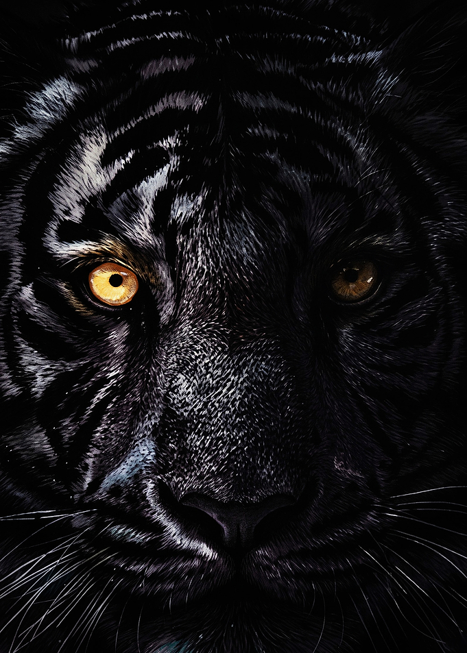 Close-up Portrait of a Black Tiger
