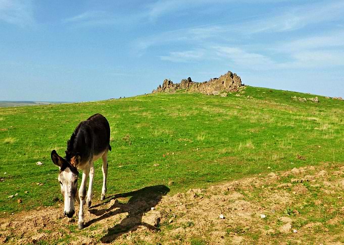 Donkey grazing on a grassy hill