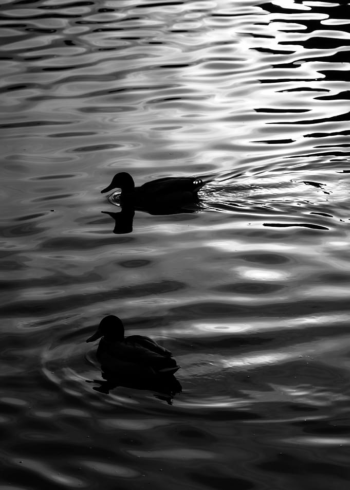 Silhouetted Ducks in Motion — Minimalist Black and White Water Photography