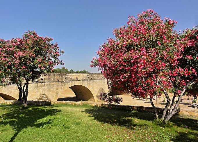 Stone Bridge with Blooming Oleander Trees in Medellin
