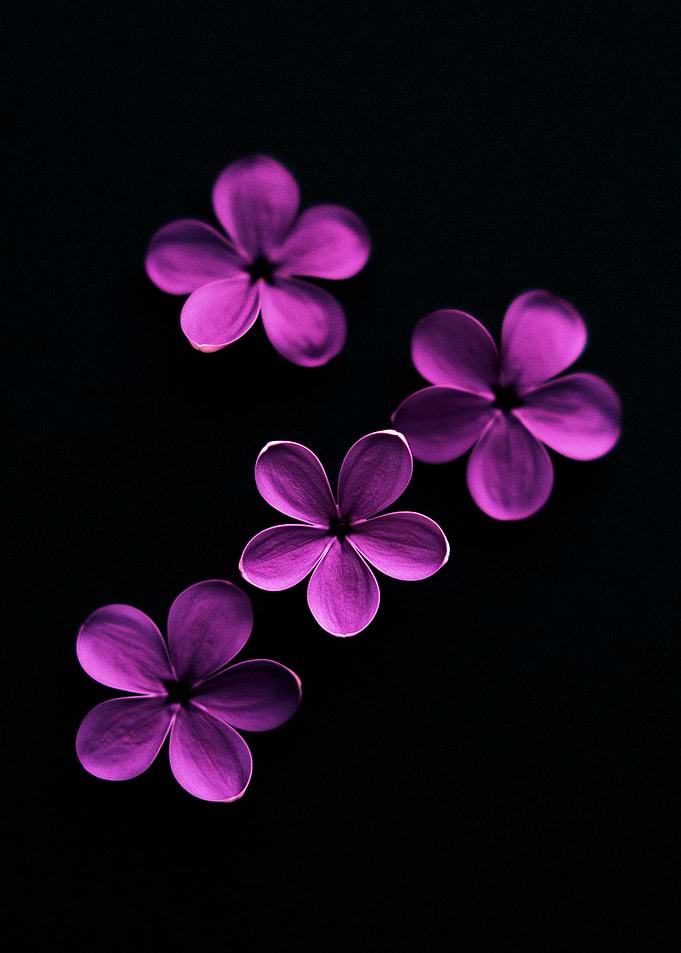 Four Vibrant Purple Flowers