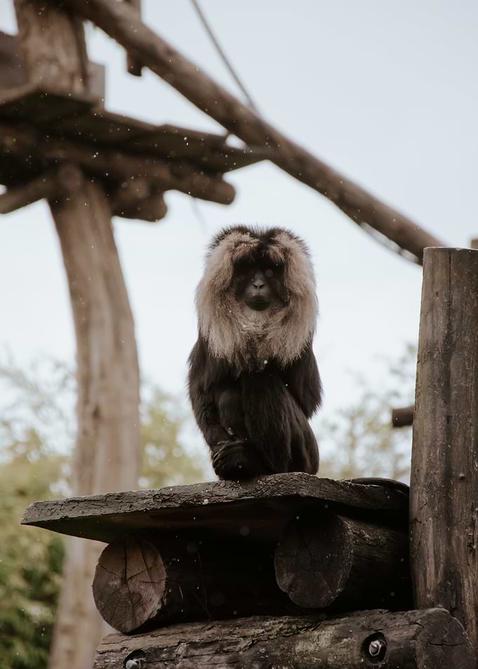 Lion-tailed Macaque on Wooden Platform