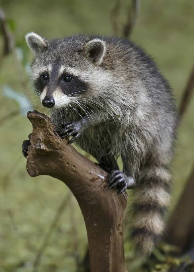 Raccoon Perched on a Tree Branch
