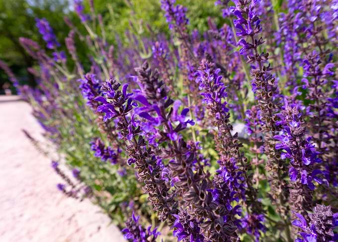 Vibrant Purple Salvia Flowers